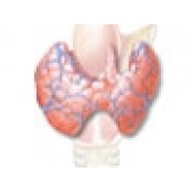 Glande endocrine: Adrenala, Pituitara, Tiroida